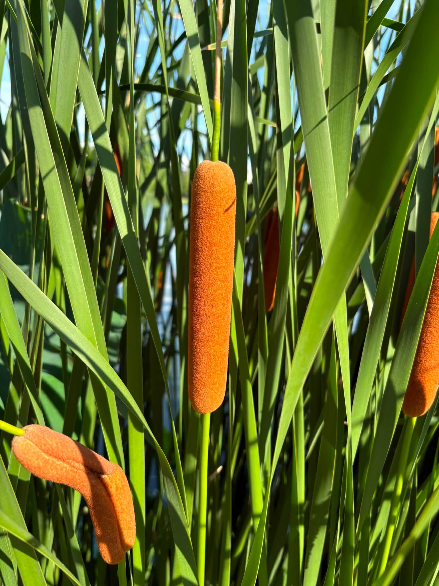 ワレモコウ（吾亦紅、学名：Sanguisorba officinalis）六甲高山植物園 