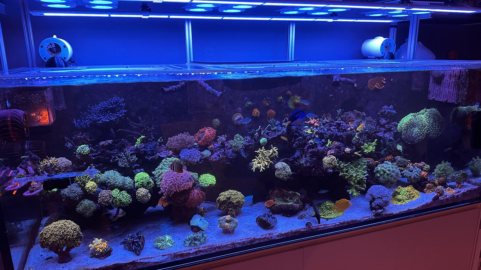 Reefer_NYC | New York NY