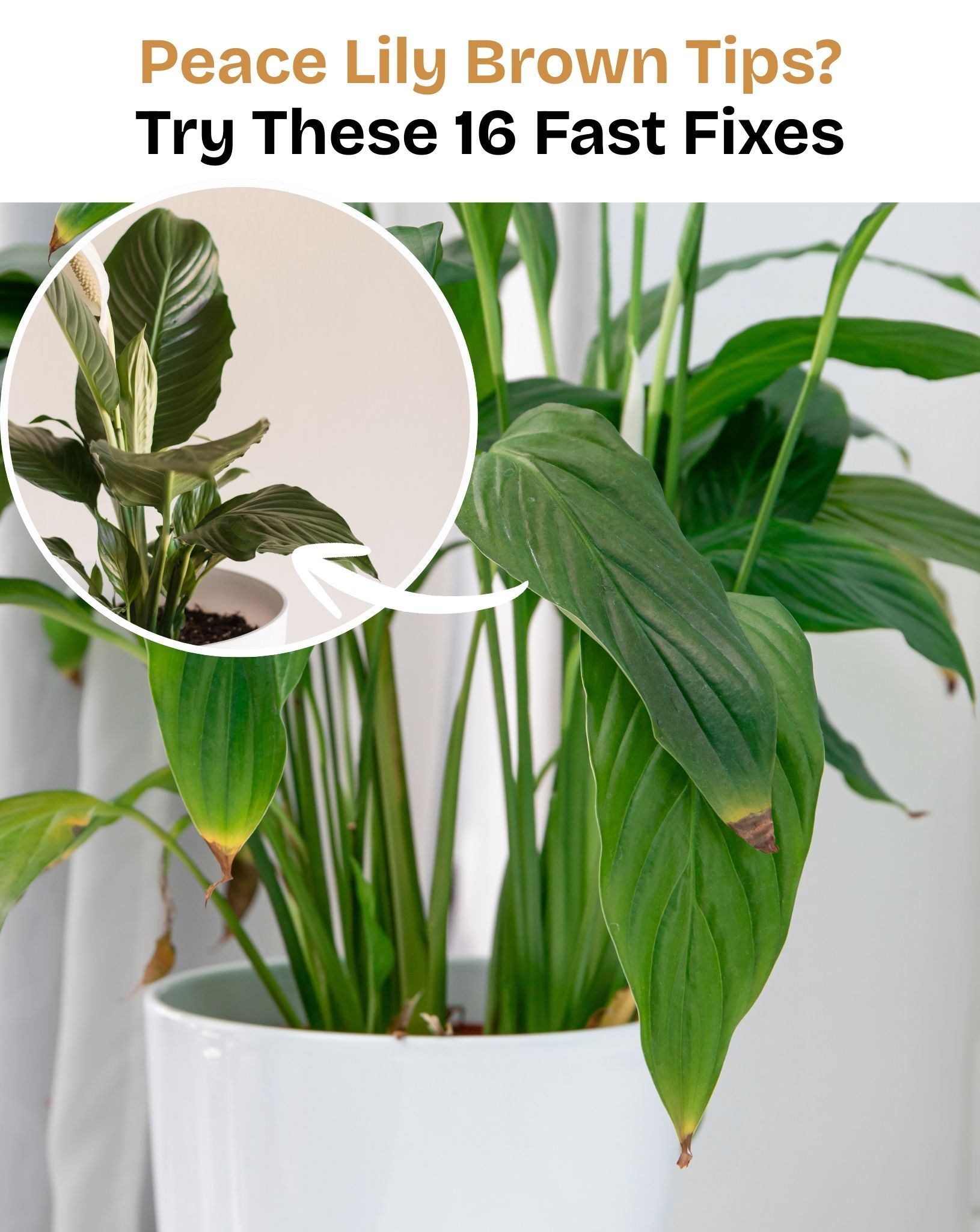 Elegant Peace Lily With Brown Tips Pictures