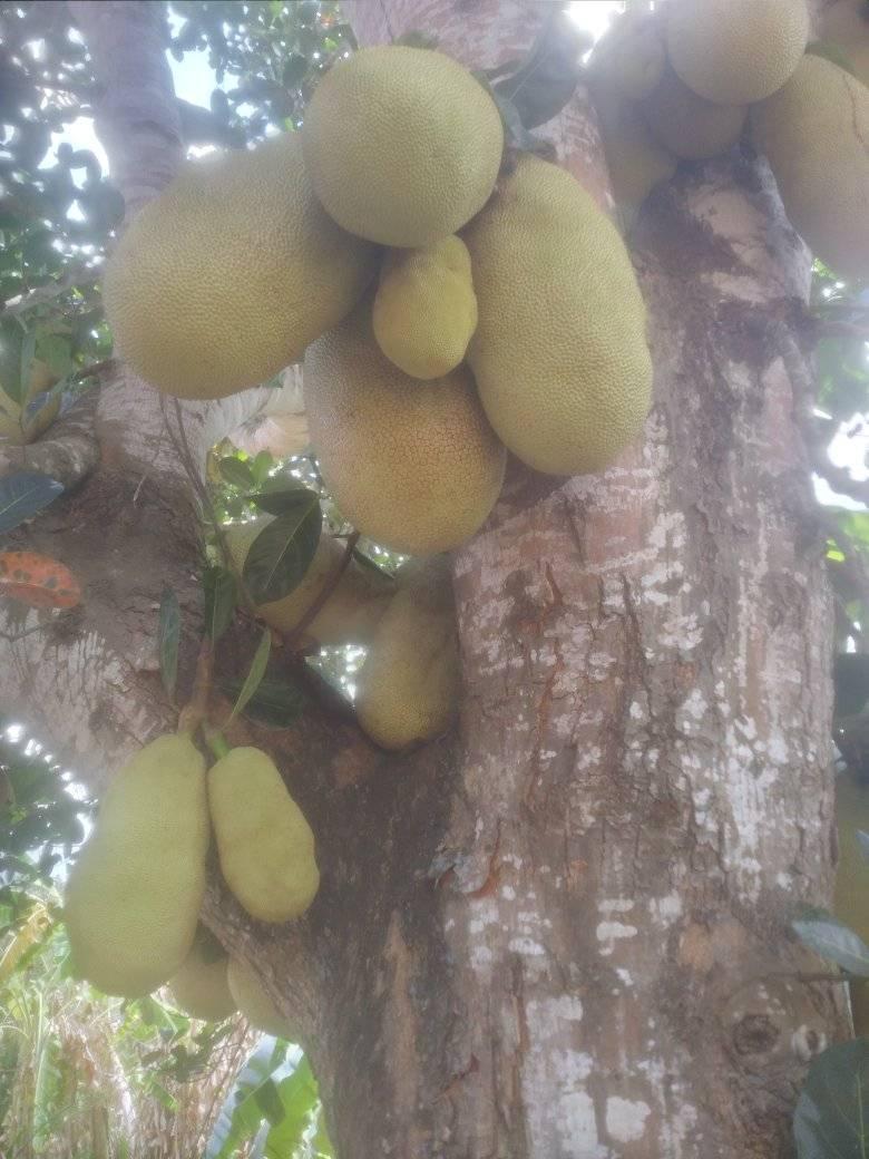 Chare Jafeti