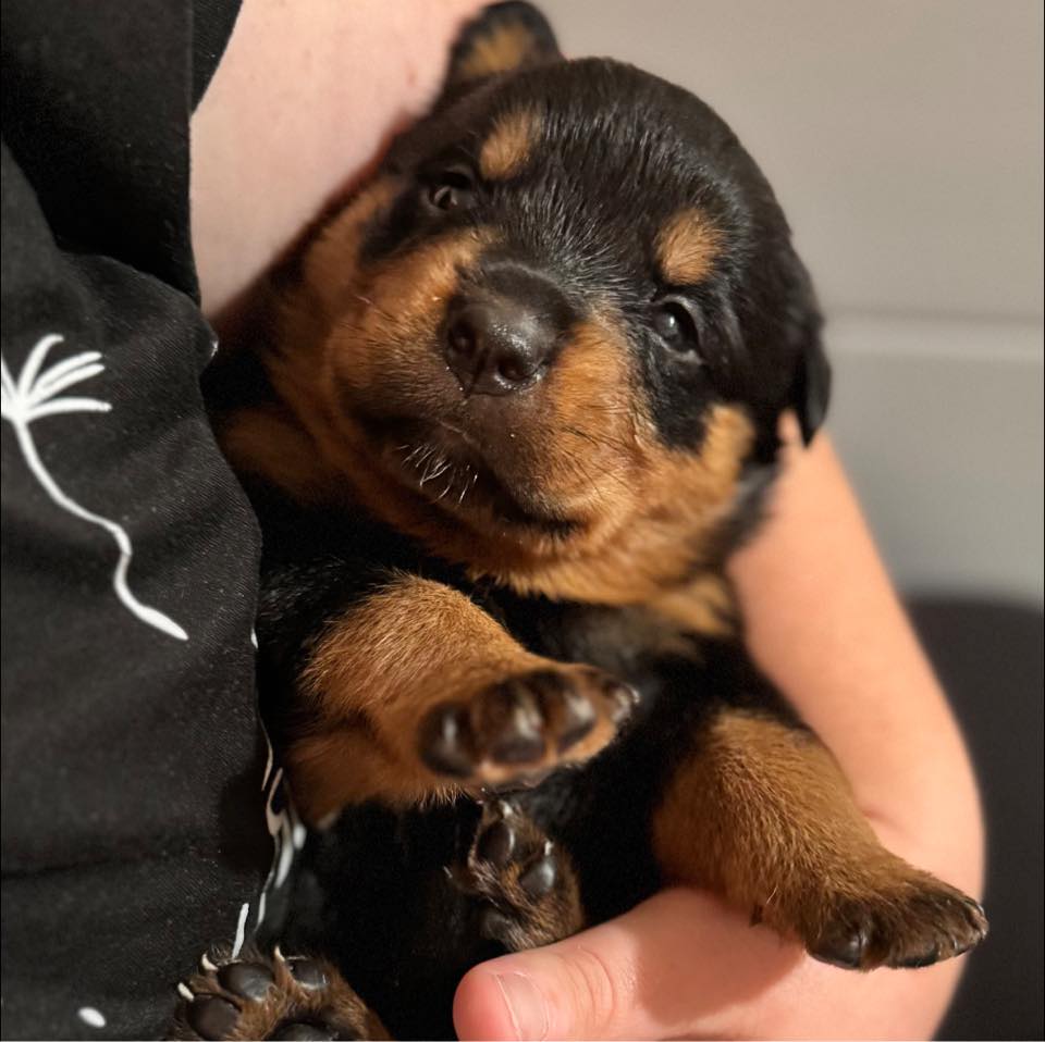 He’s so adorable 🐾🥰🐻🥰🐾 #BrownCollar #RottieNation #RottieLove # ...
