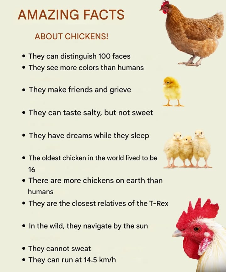 Historical - Chickens are far more extraordinary than they seem ...
