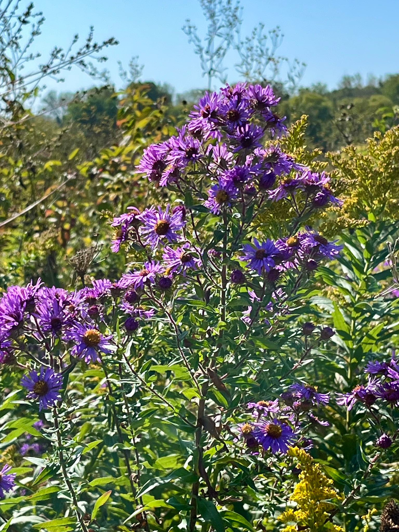 WisconsinEcology - New England aster | Facebook