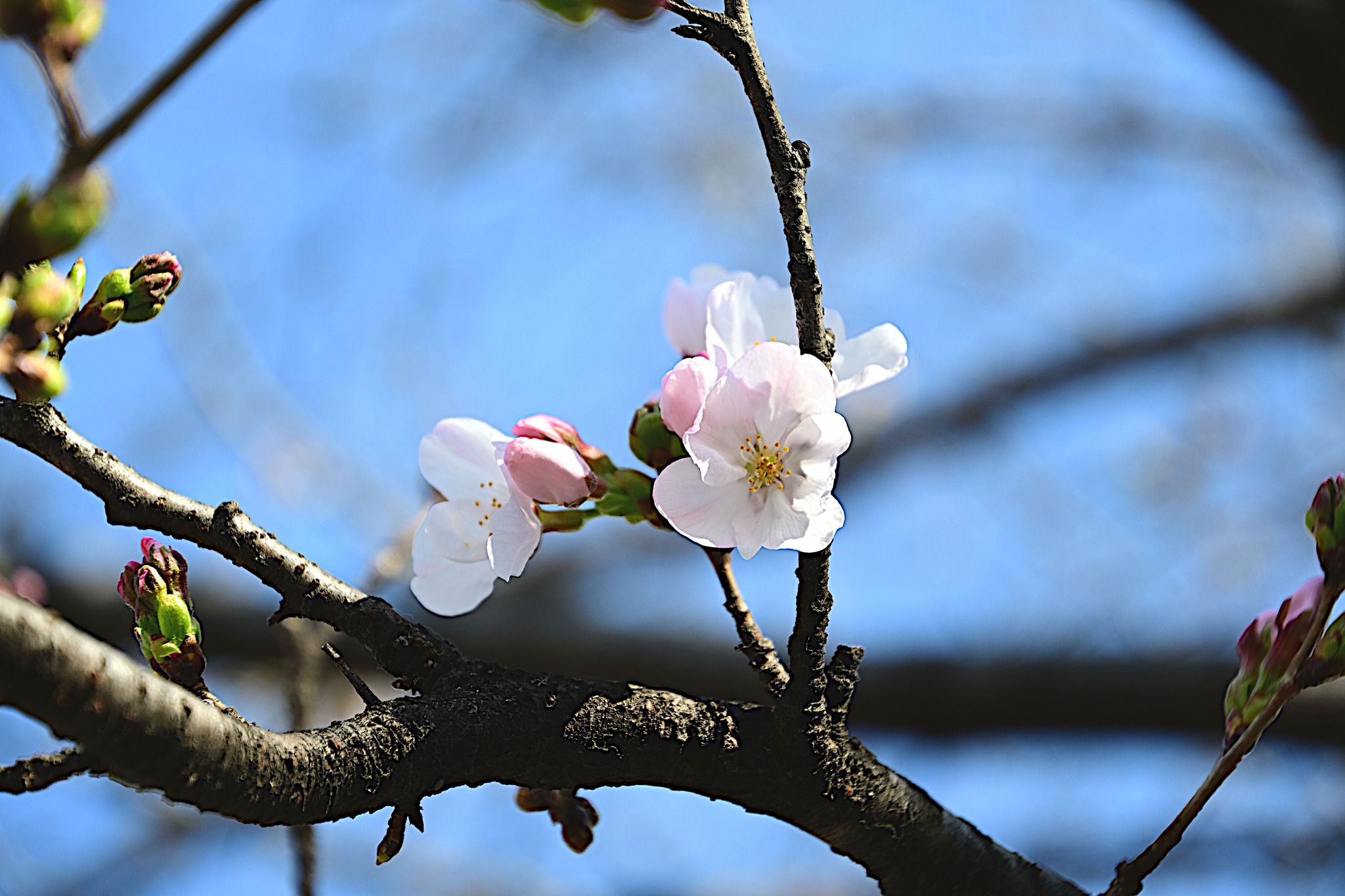 この街がスキ】 仙川駅前の桜は、1分咲き?