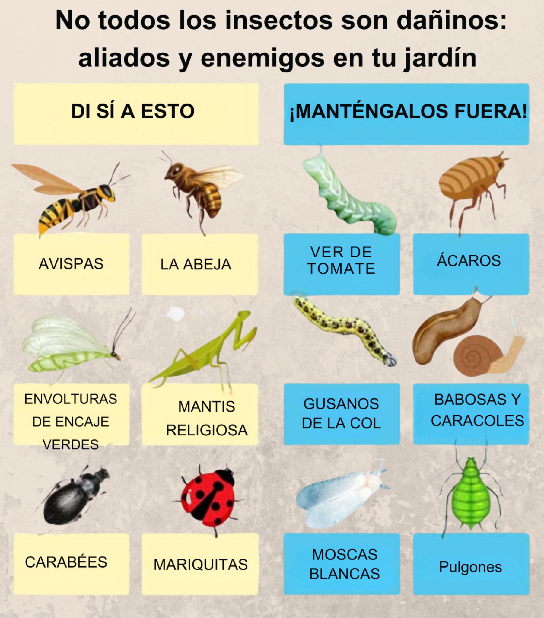 Cuidado - 🌿 No todos los insectos son dañinos: aliados y enemigos en tu ...