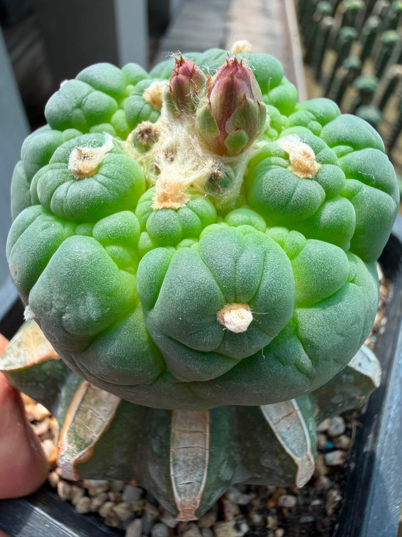 烏羽玉 綴化　Lophophora williamsii f. cristata 🌈 Lophophora williamsii cristata乌羽玉缀化