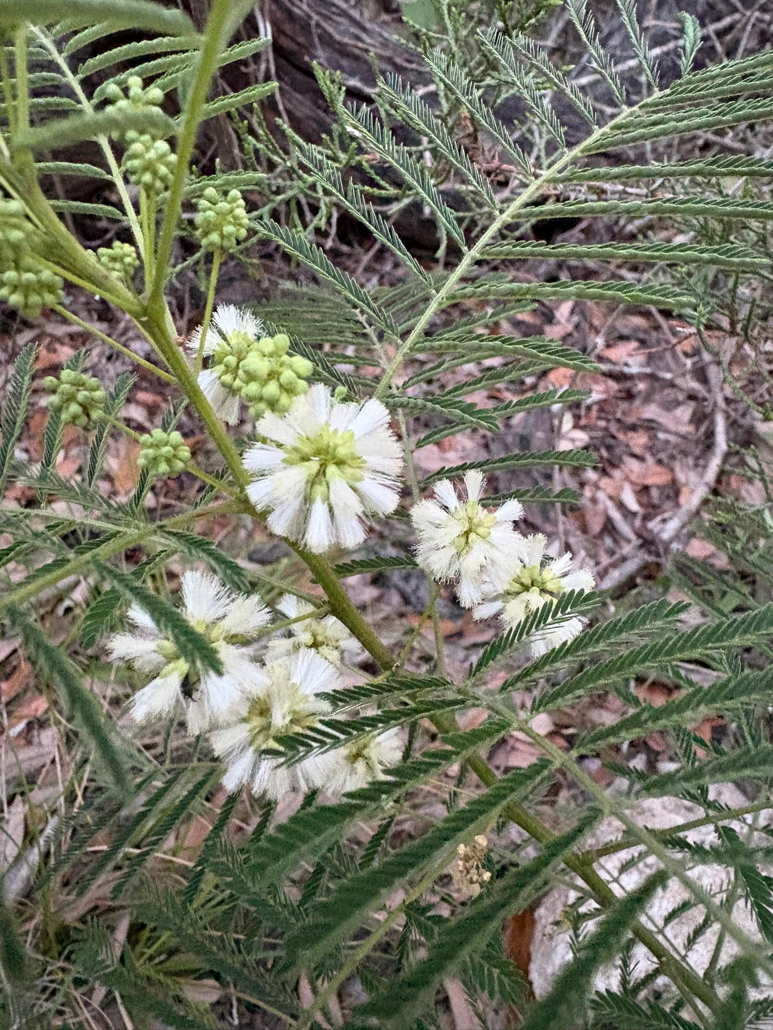 Are white flowering mimosas native to Austin, TX?
