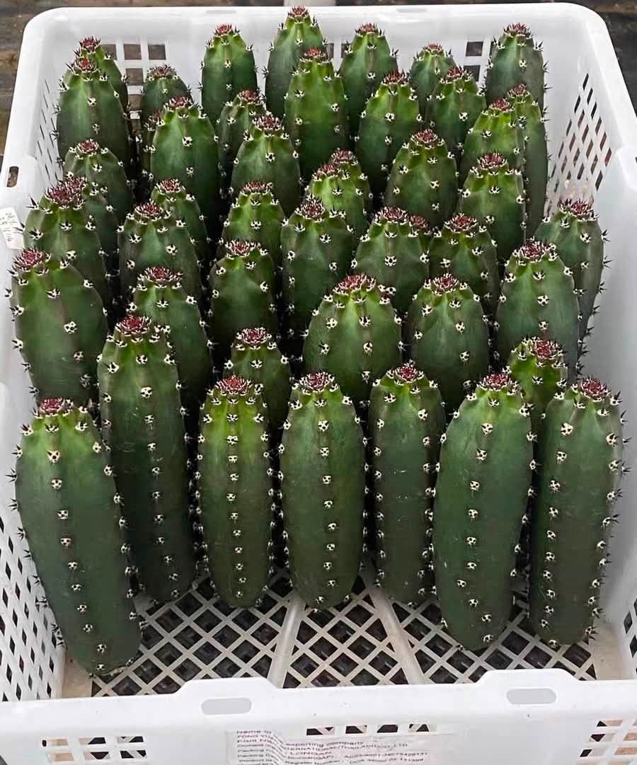 🌈 Lophophora williamsii cristata乌羽玉缀化