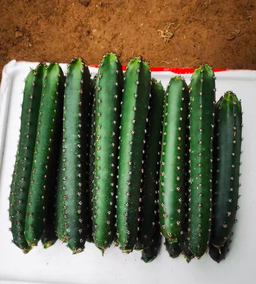 🌈 Lophophora williamsii cristata乌羽玉缀化