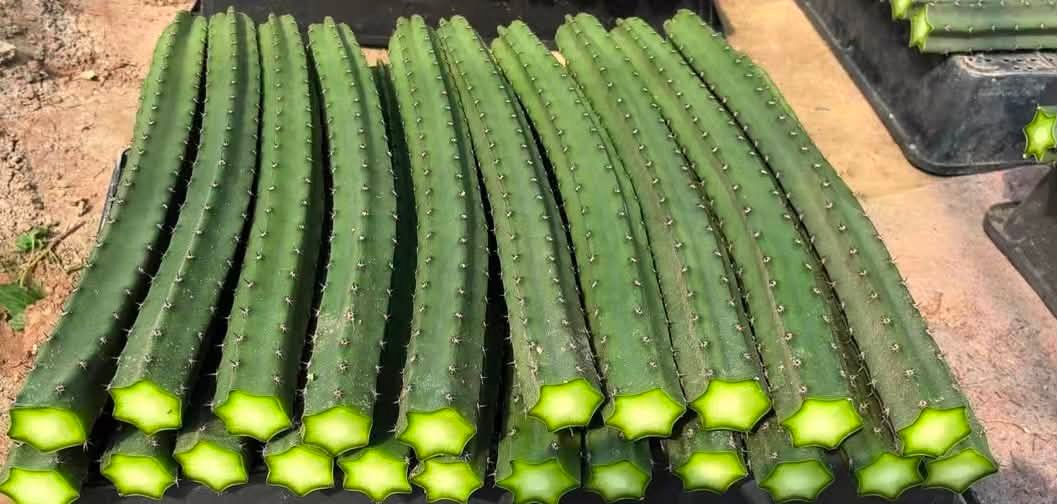 🌈 Lophophora williamsii cristata乌羽玉缀化