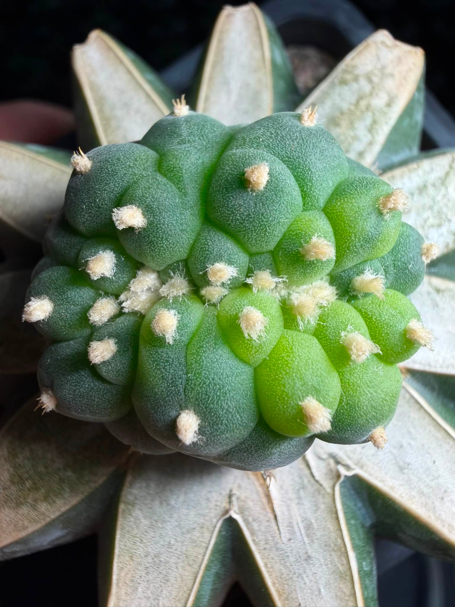 🌈 Lophophora williamsii cristata乌羽玉缀化