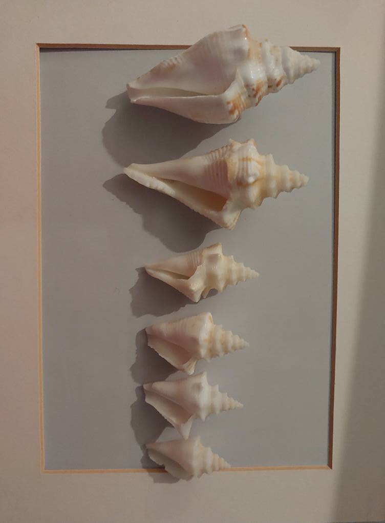 coco's shell...  What are these seashells found in Cayo Coco, Cuba?