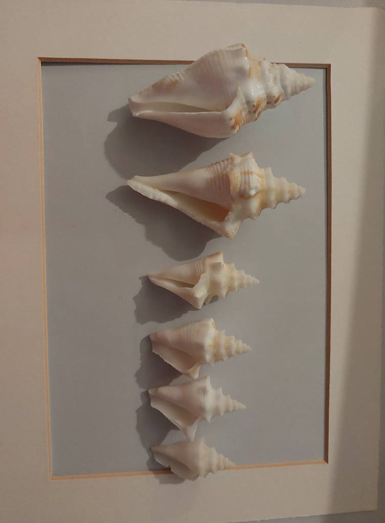 Identify shells found in Cayo Coco, Cuba?
