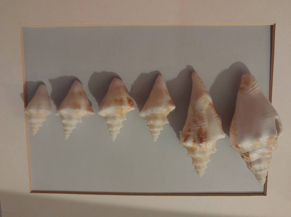 Identify shells found in Cayo Coco, Cuba?