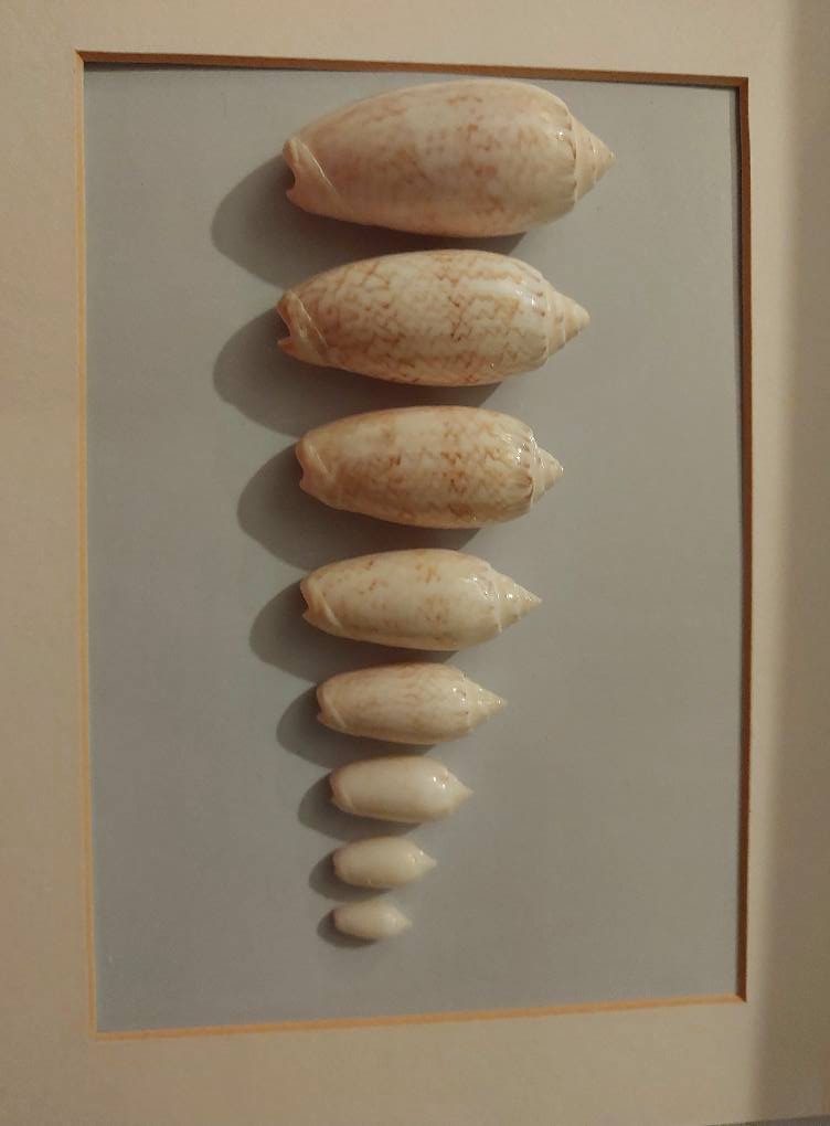 Identify shells found in Cayo Coco, Cuba?
