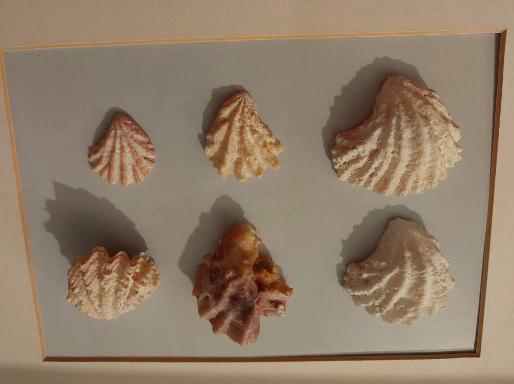 coco's shell...  Identify shells found in Cayo Coco, Cuba?