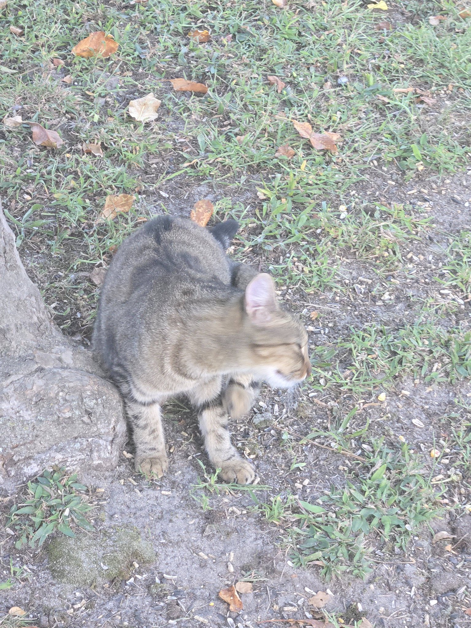 tabbyページ Missing tabby cat in Osbornville, Driver Ave area? | Brick