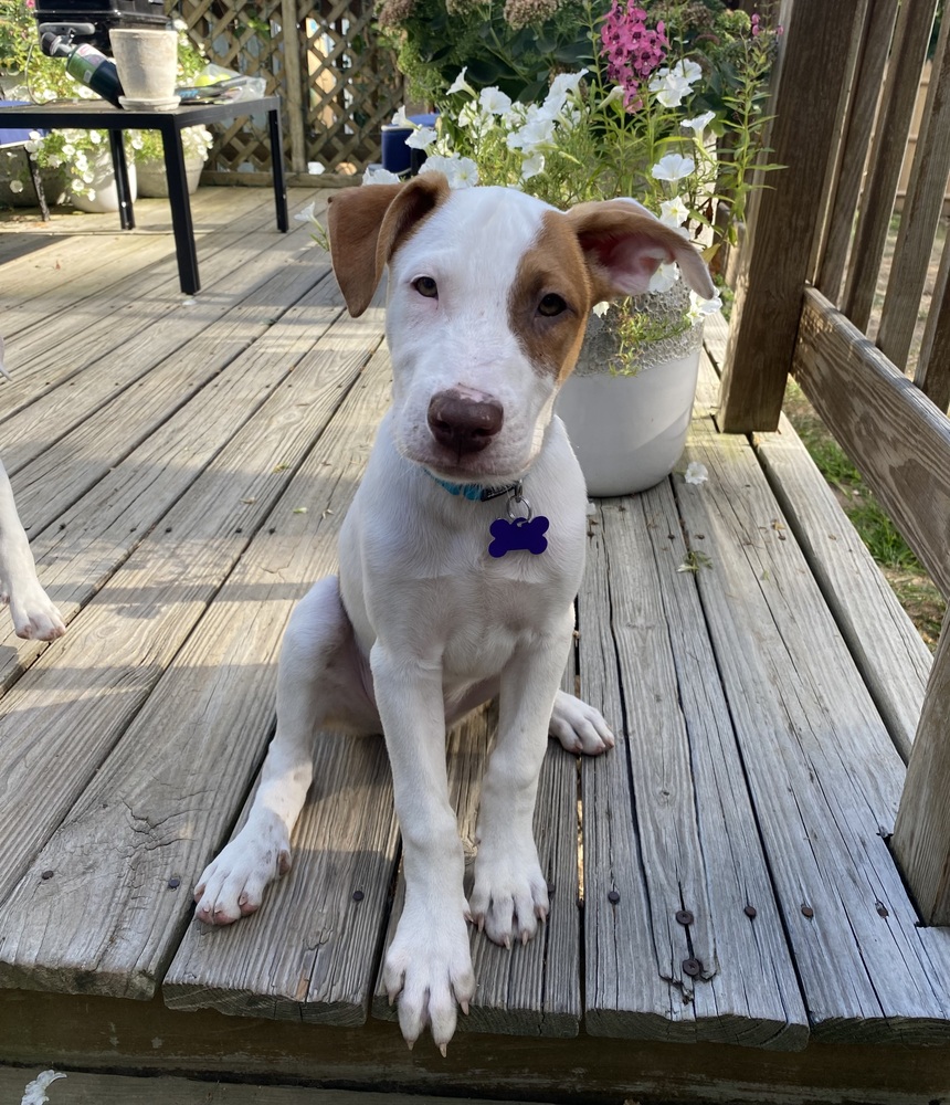 Sandy Paws Rescue Inc. added a... - Sandy Paws Rescue Inc.