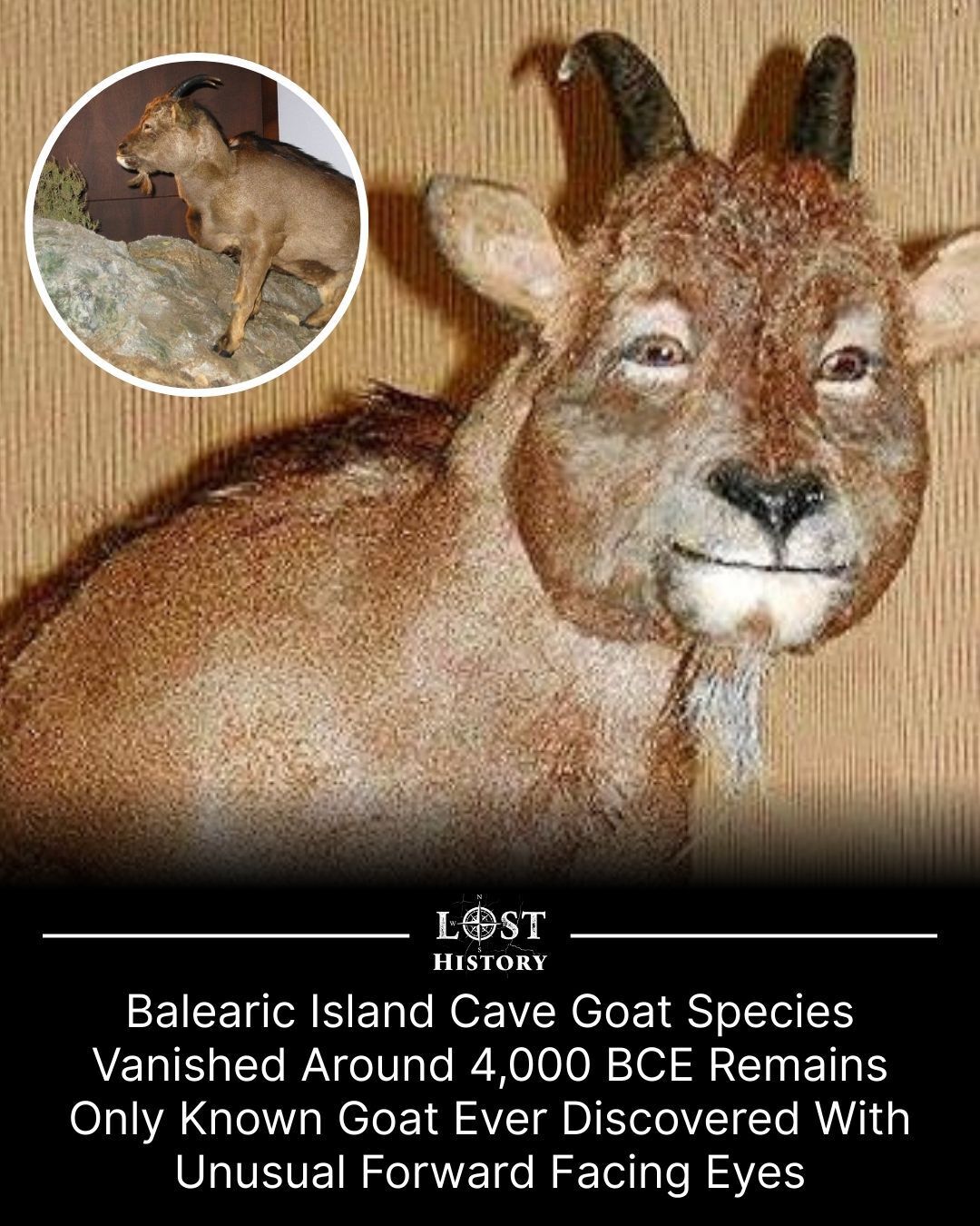 Lost - Around 4,000 BCE, a strange and isolated goat species quietly ...