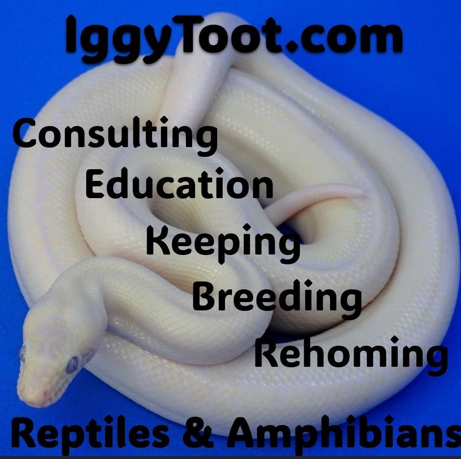 Ezekiel. Blue Eyed Leucistic Texas Rat Snake. Sep 2026. | Iggy Toot