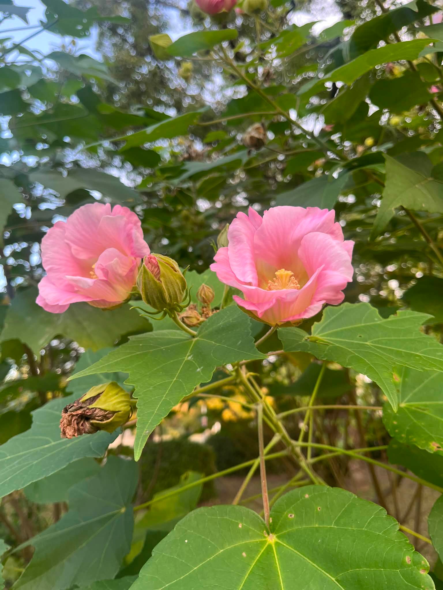 これは何のお花？