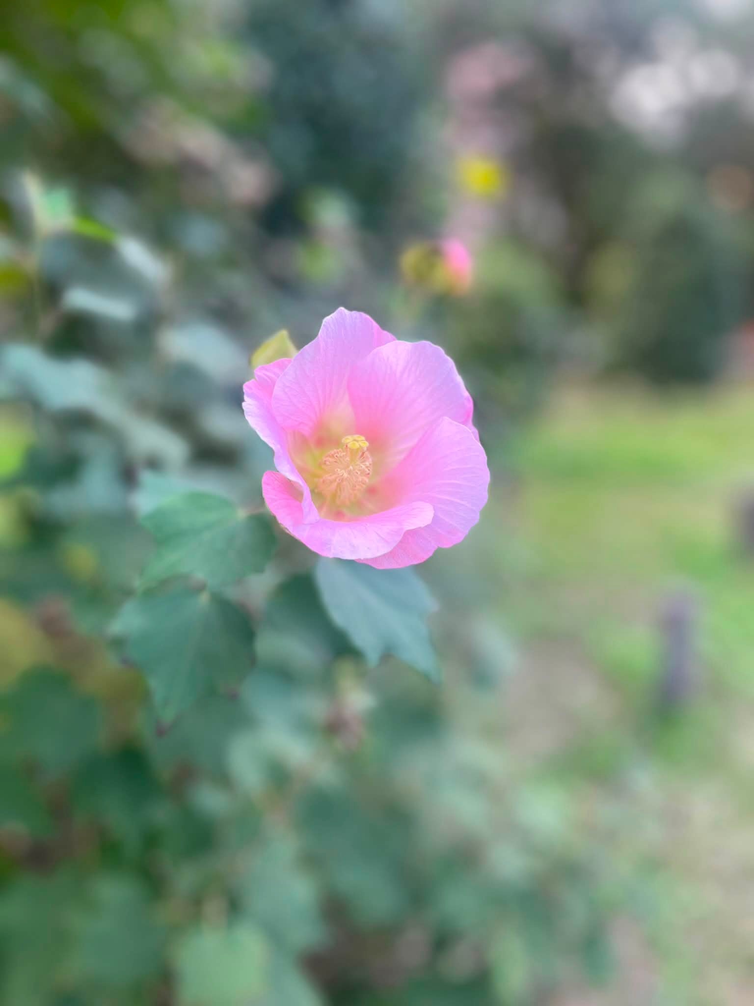 これは何のお花？