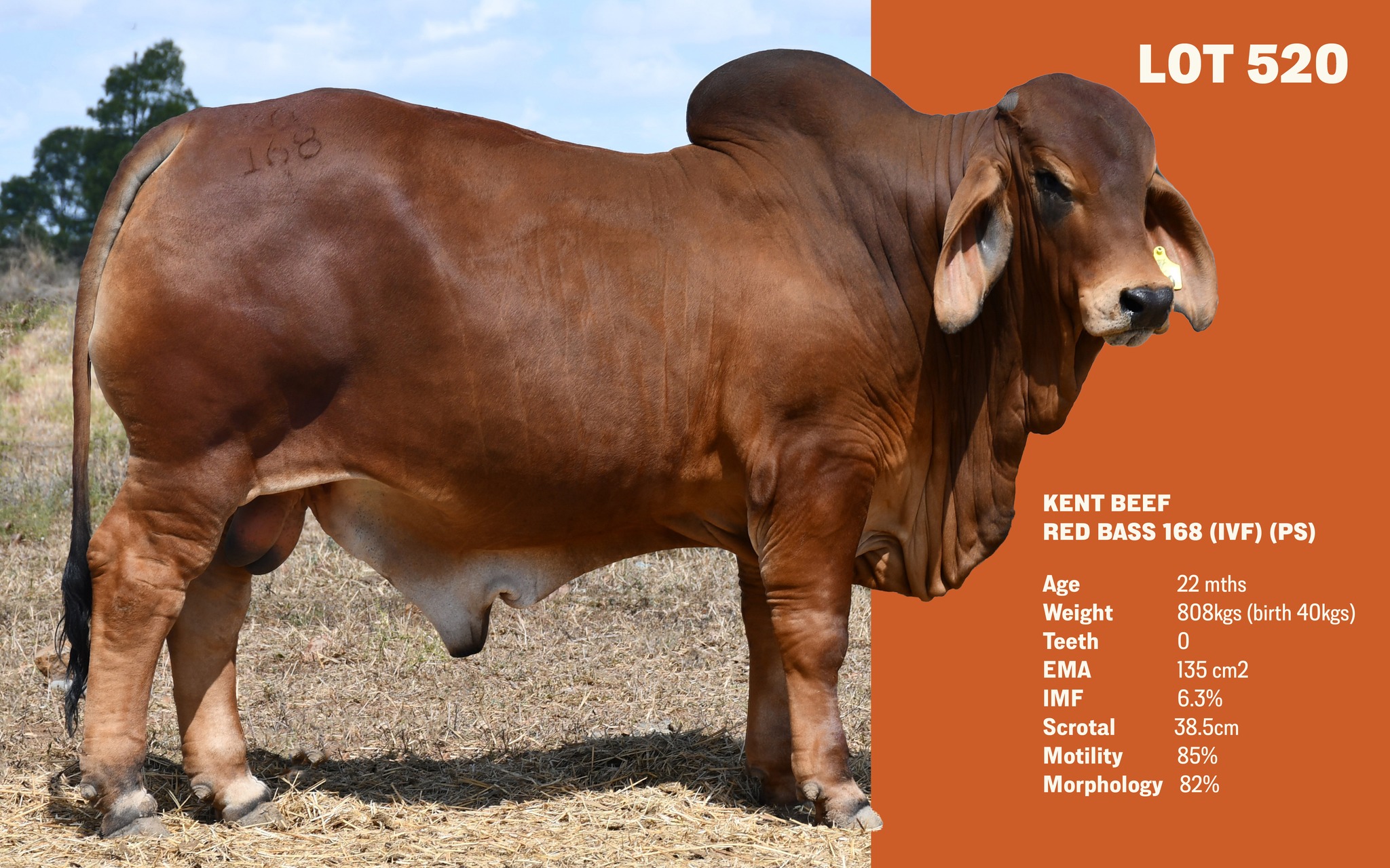 Kent Beef | Goovigen QLD