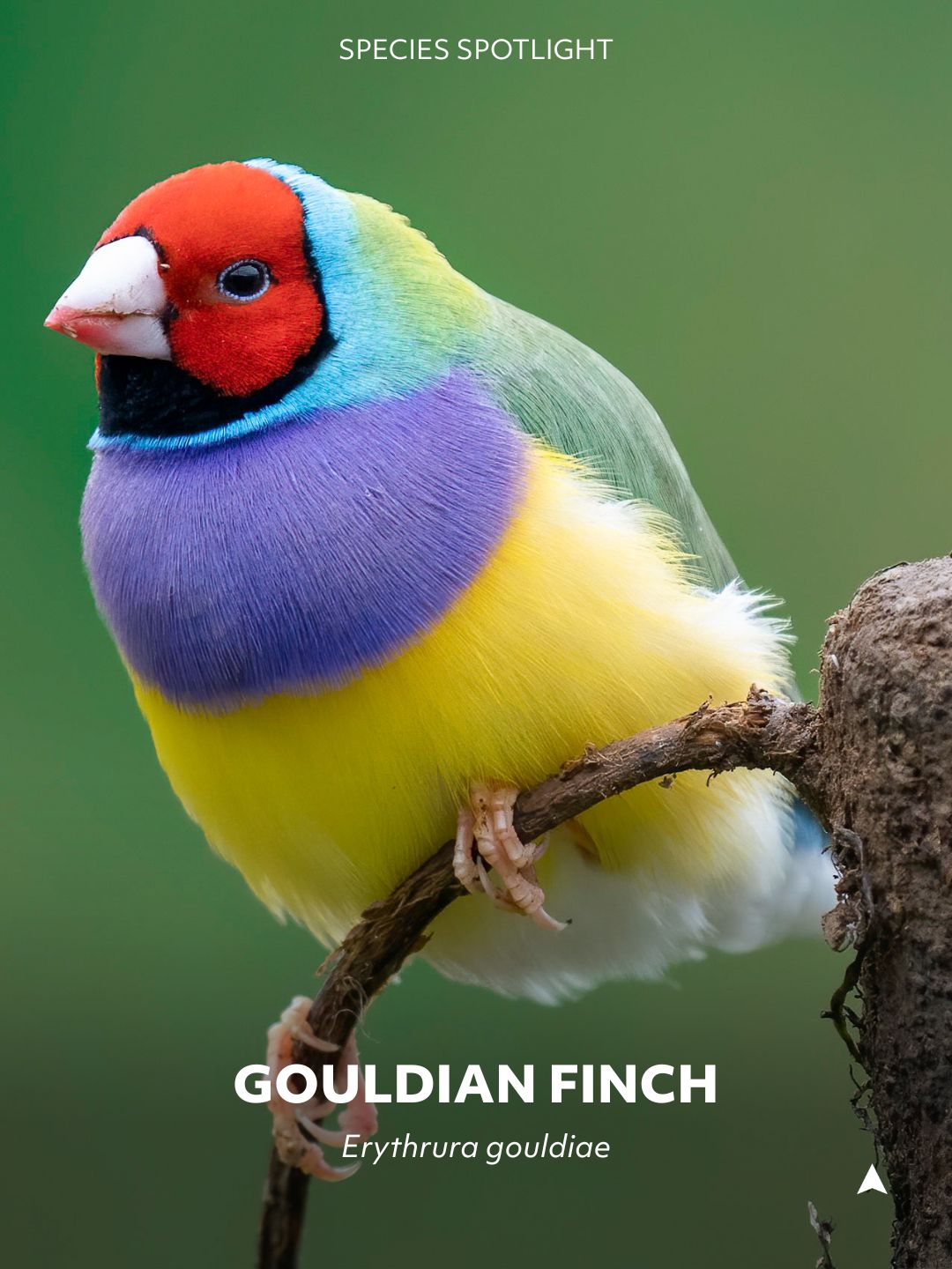 Australian - Australian Species Spotlight of the Week: Gouldian Finch ...