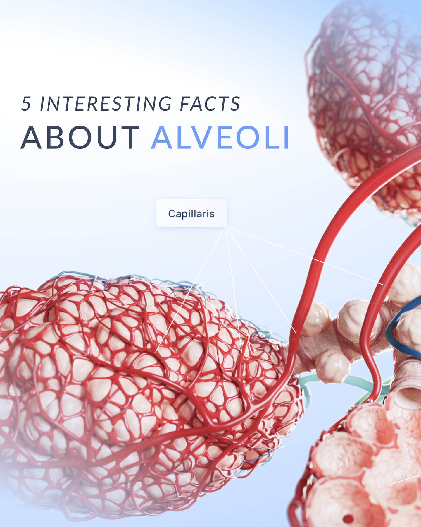 VOKA - Alveoli are the small, balloon-like air sacs at the end of your ...