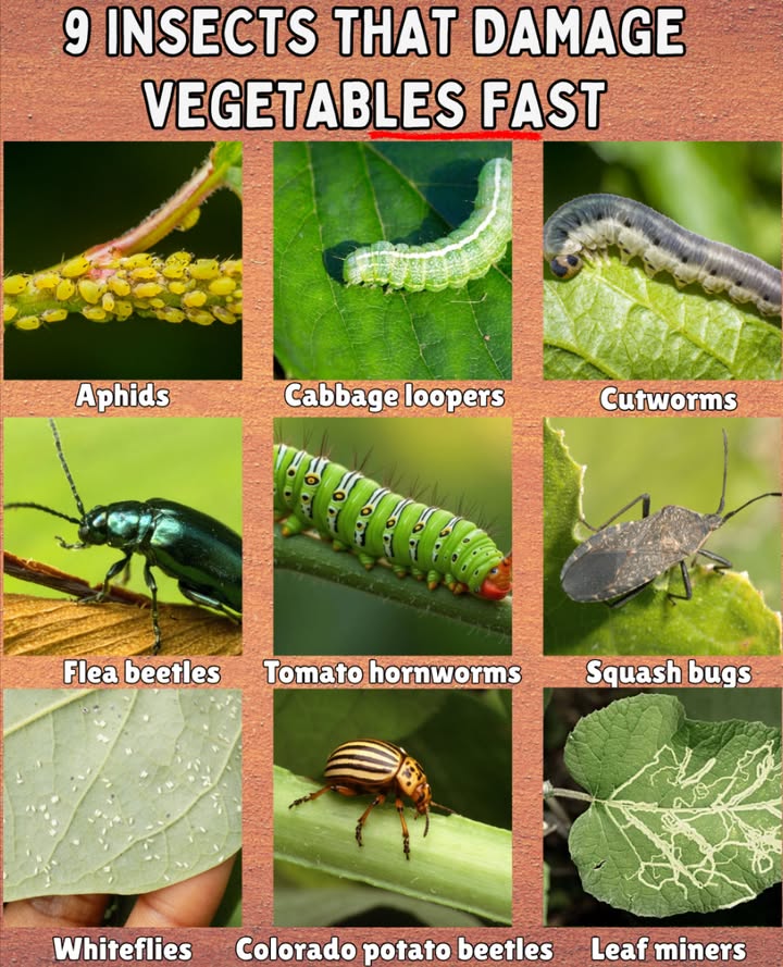 Historical - 🐛 9 Insects That Damage Vegetables Fast 🐞 Aphids – suck ...