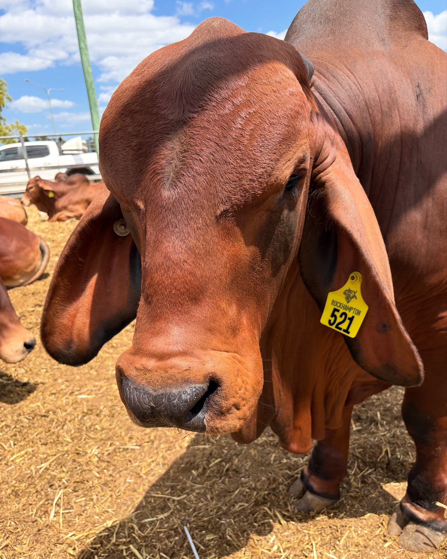 Kent Beef | Goovigen QLD