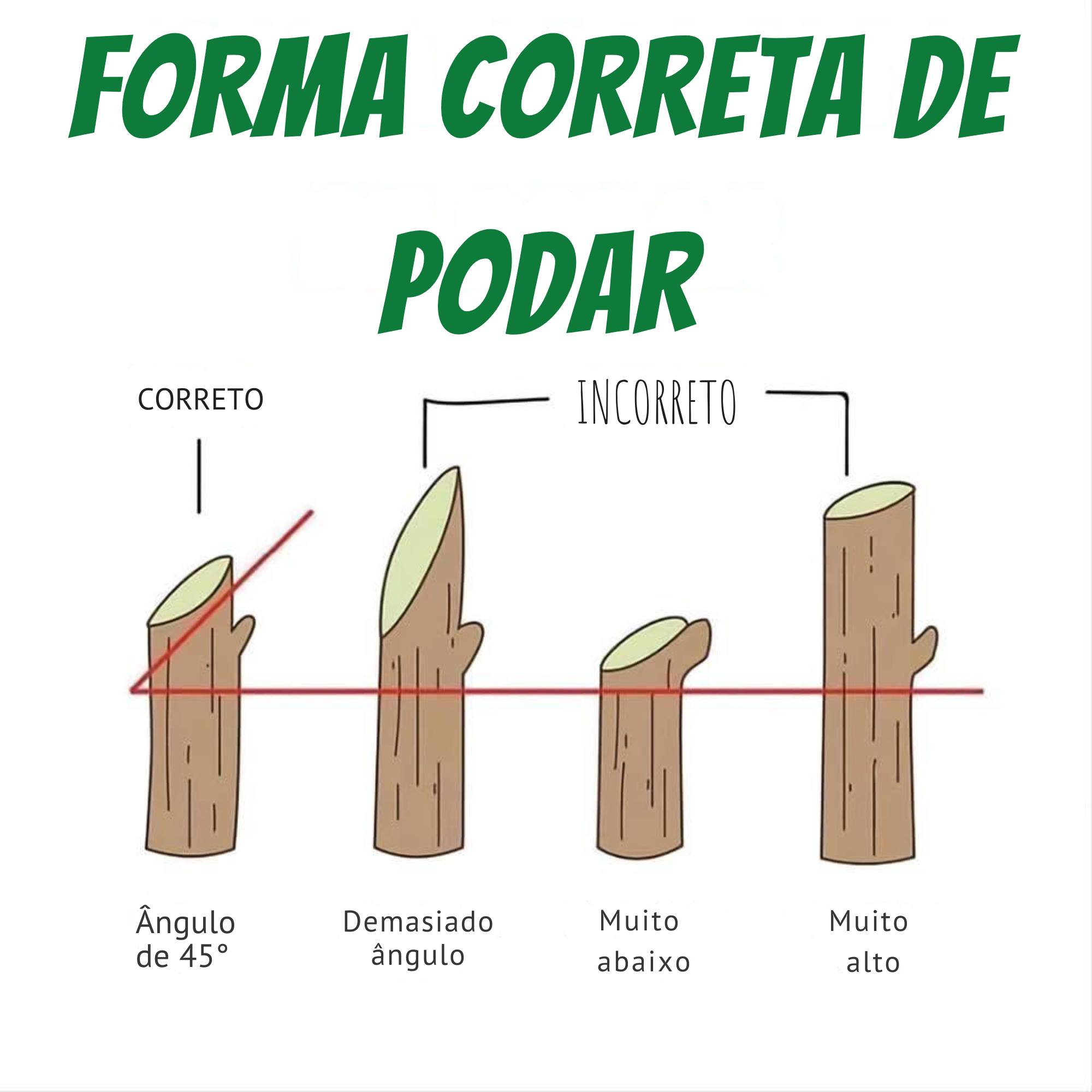 Segredos - 🌳 Forma correta de podar 🌳 A poda é fundamental para a saúde ...