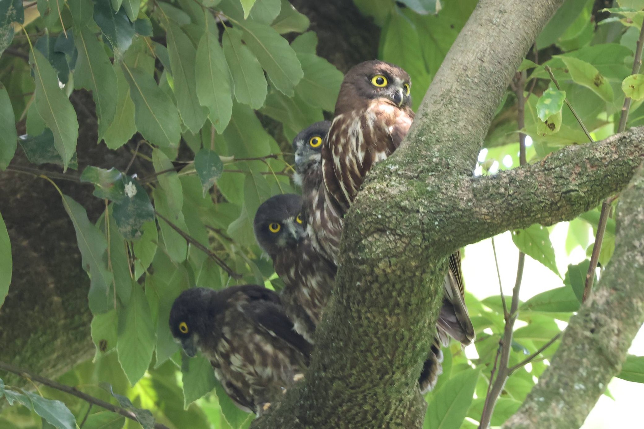 プチ遠征先で出合った【アオバズク家族】 2026年7月18日、京都府京都市