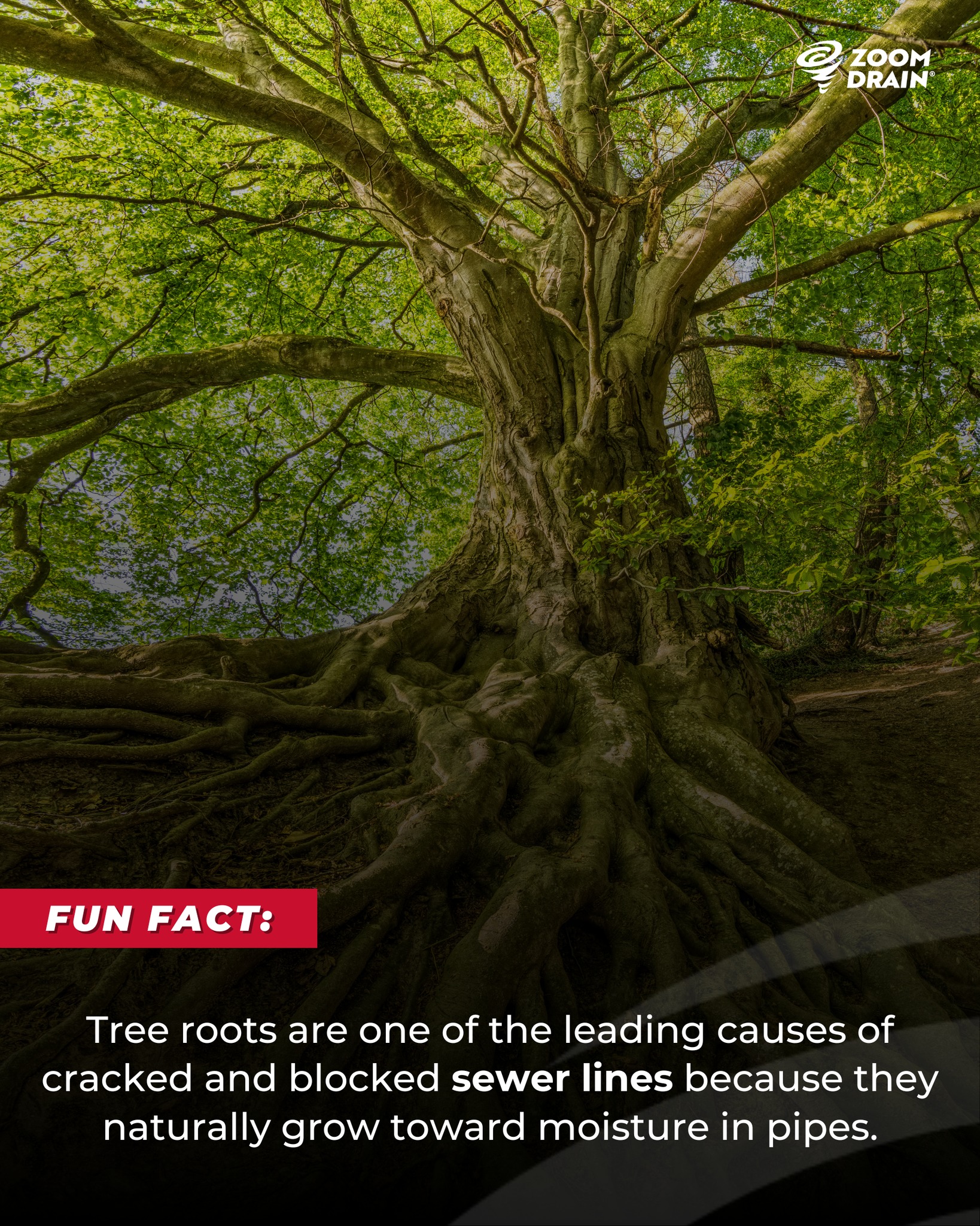 Zoom - ⭐ Fun Fact Friday ⭐ Did you know? Tree roots are one of the top ...