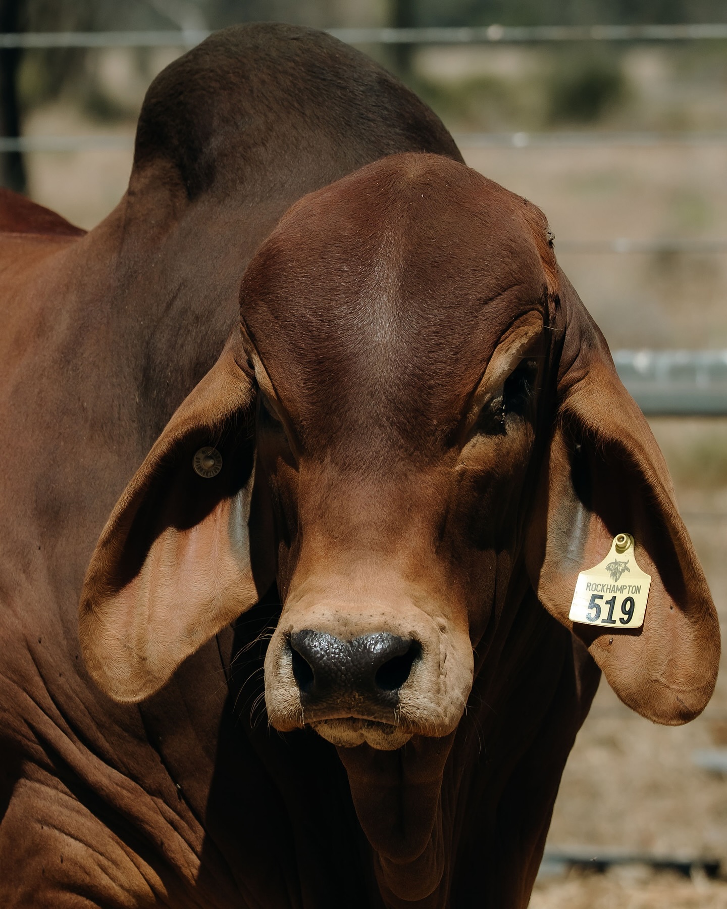 Kent Beef | Goovigen QLD
