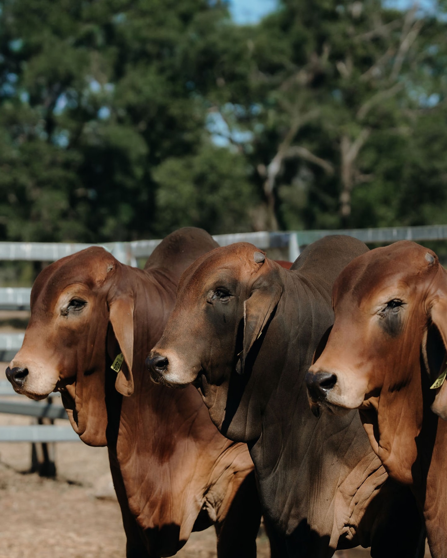 Kent Beef | Goovigen QLD