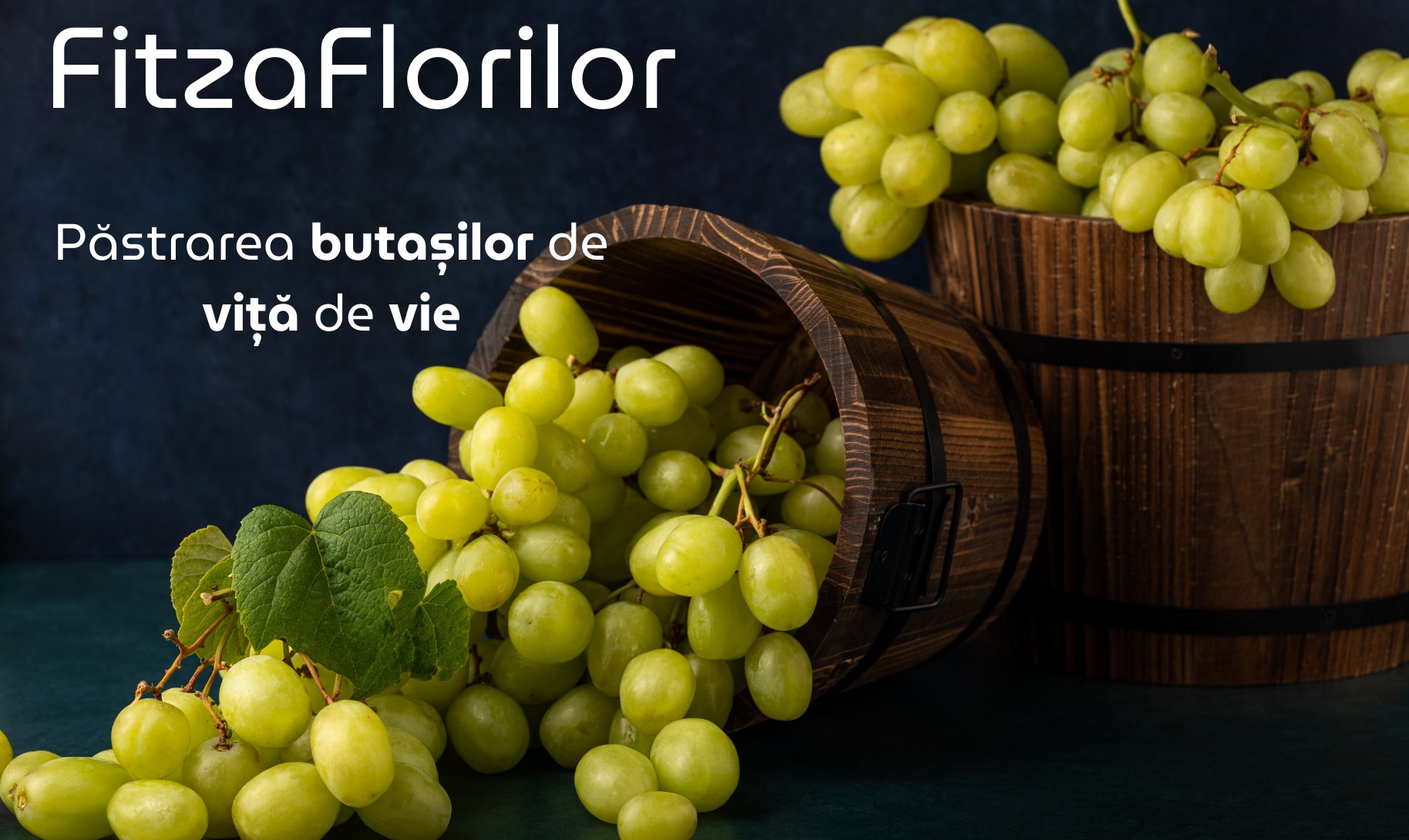Fitza Florilor | Sibiu