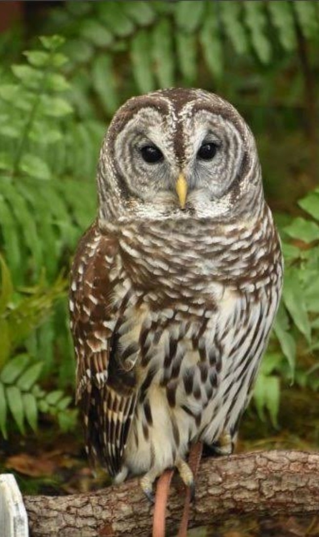Historical - Owls in Yoruba Culture: Owiwi, the Mysterious Birds ...