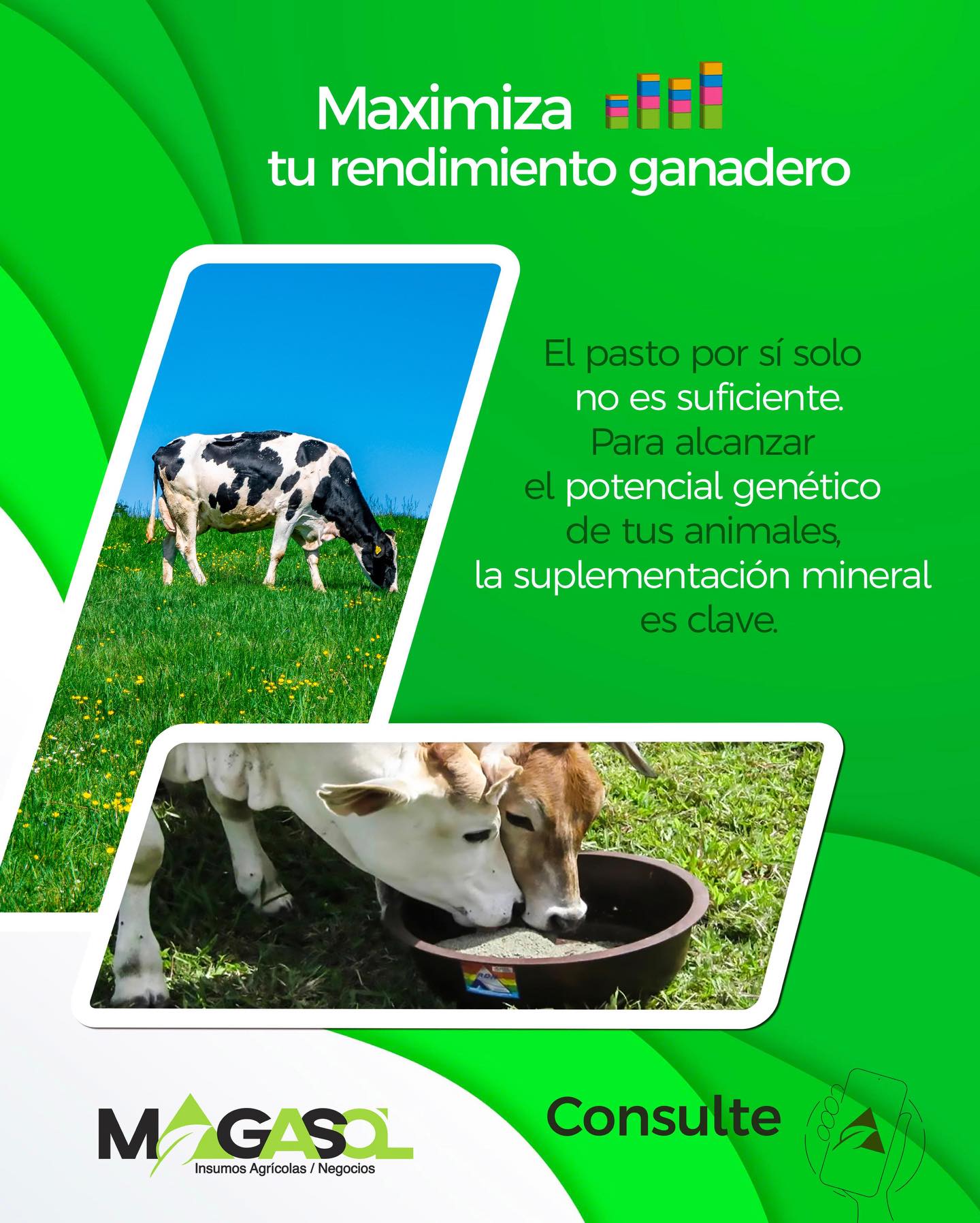 Magasol - Maximiza tu rendimiento ganadero📊 El pasto por... | Facebook