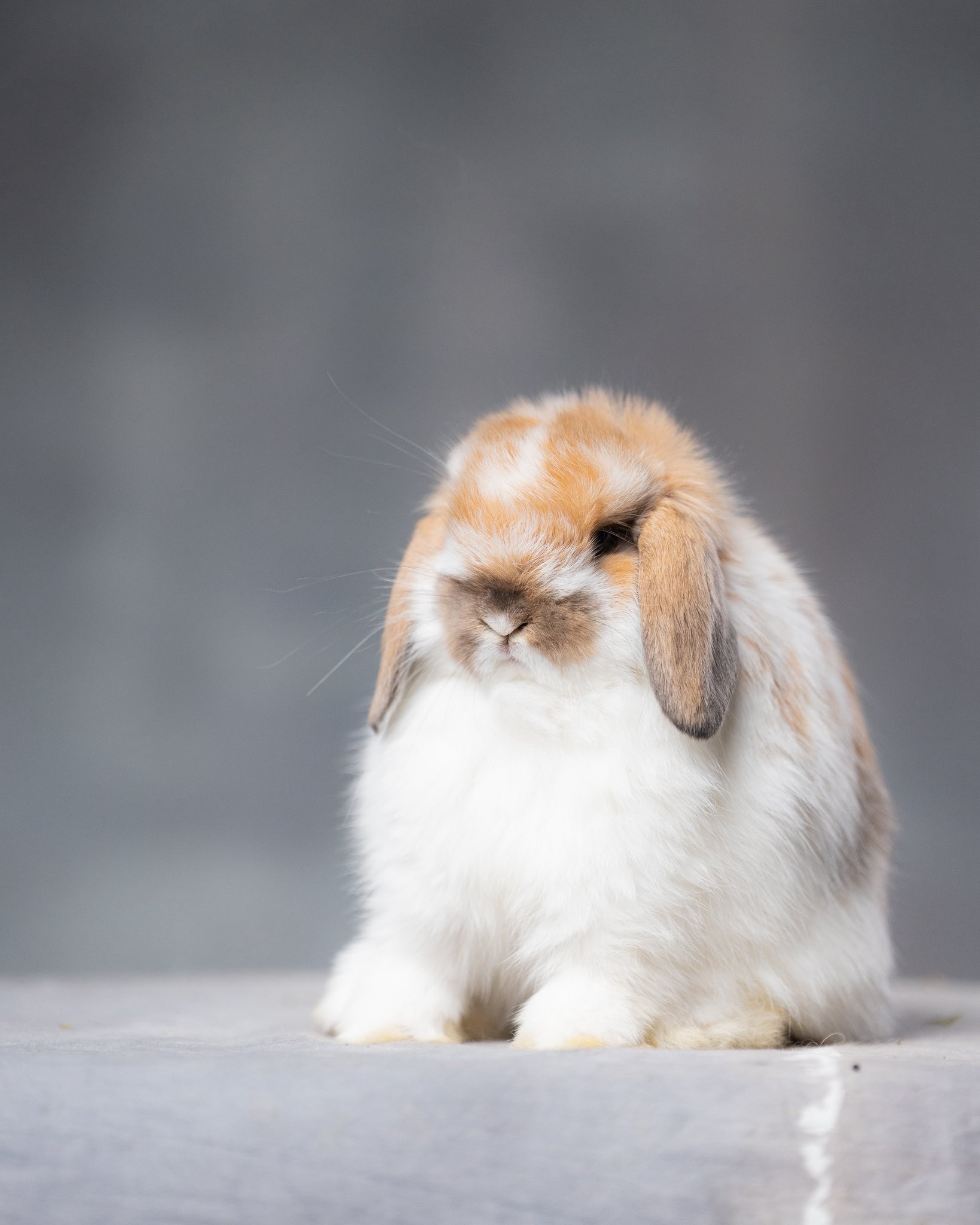 Holland Lop 🐰🐰 GOOSEBERRY RABBITY 🐰🐰... - Gooseberry Rabbity | Facebook