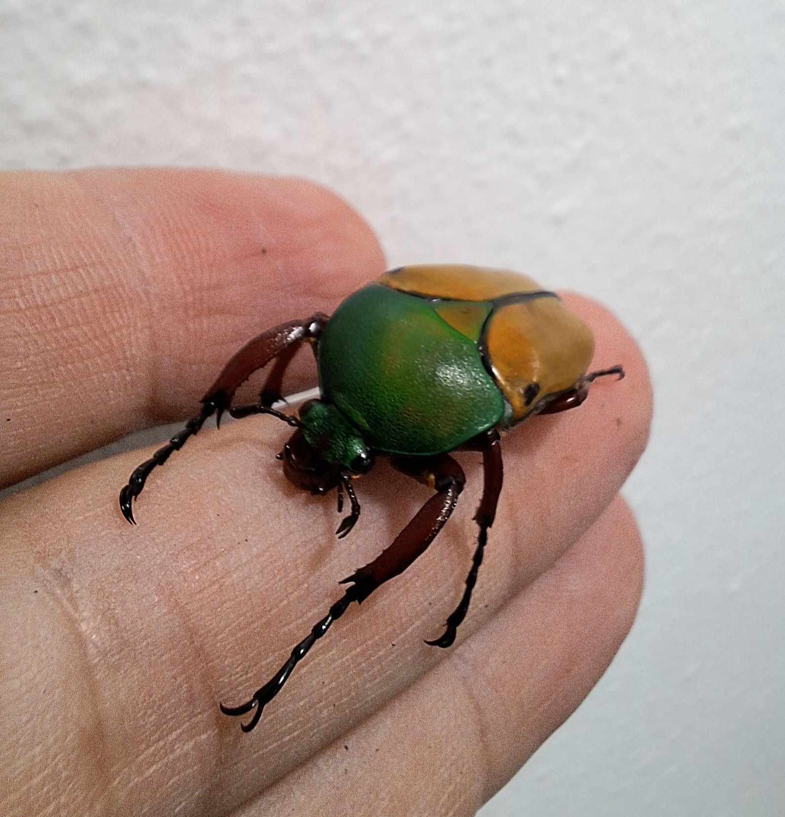 The Scarab Lab