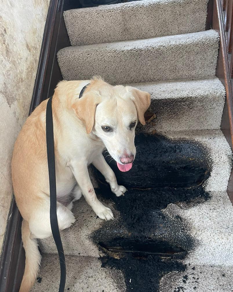 International - 🐾🔥 This is why we do what we do. Fire scenes are messy ...