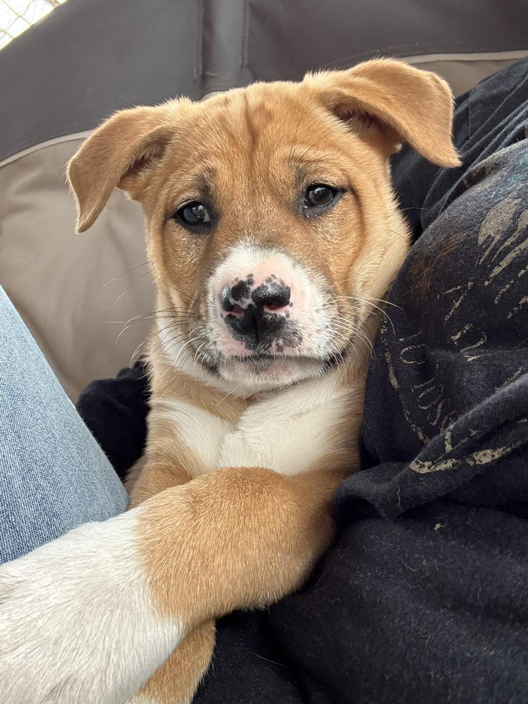 🌟 TOAD, BABY PEACH, &... - Cottonwood Creek Animal Rescue | Facebook