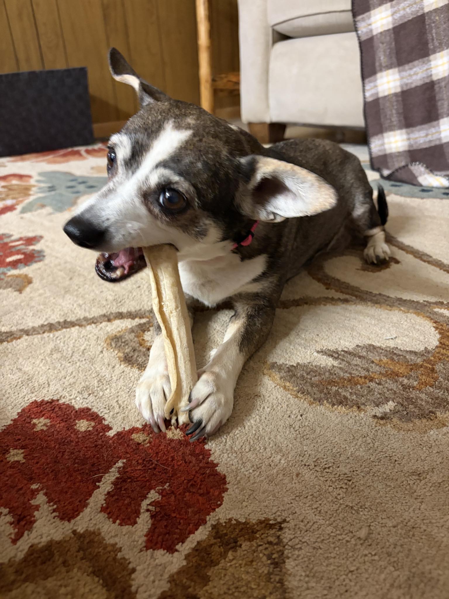 This little man found near 9 mile prairie, Johnsrud park. We are
