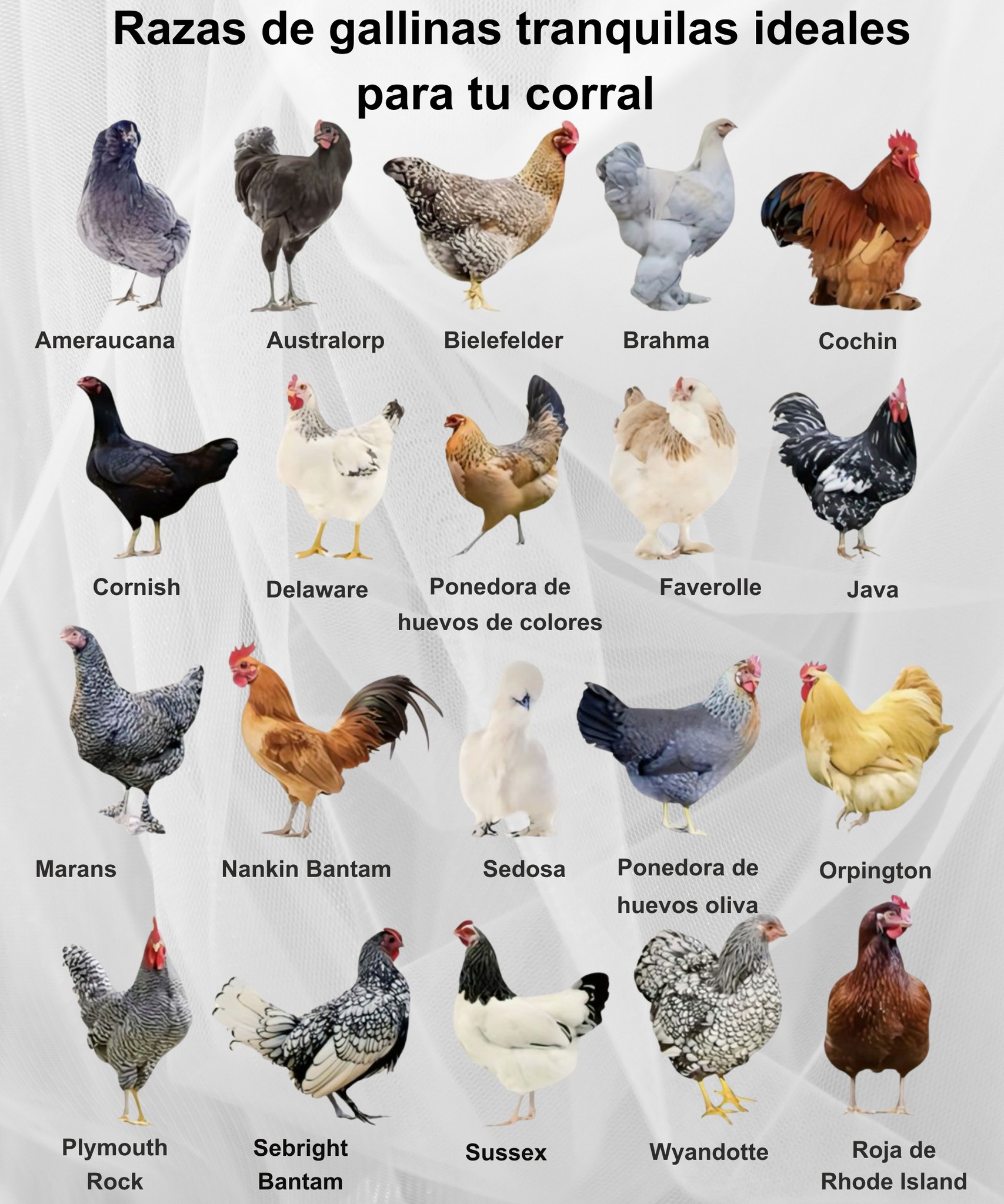🐔 Razas de... - Cuidado de Plantas : Consejos y Trucos | Facebook