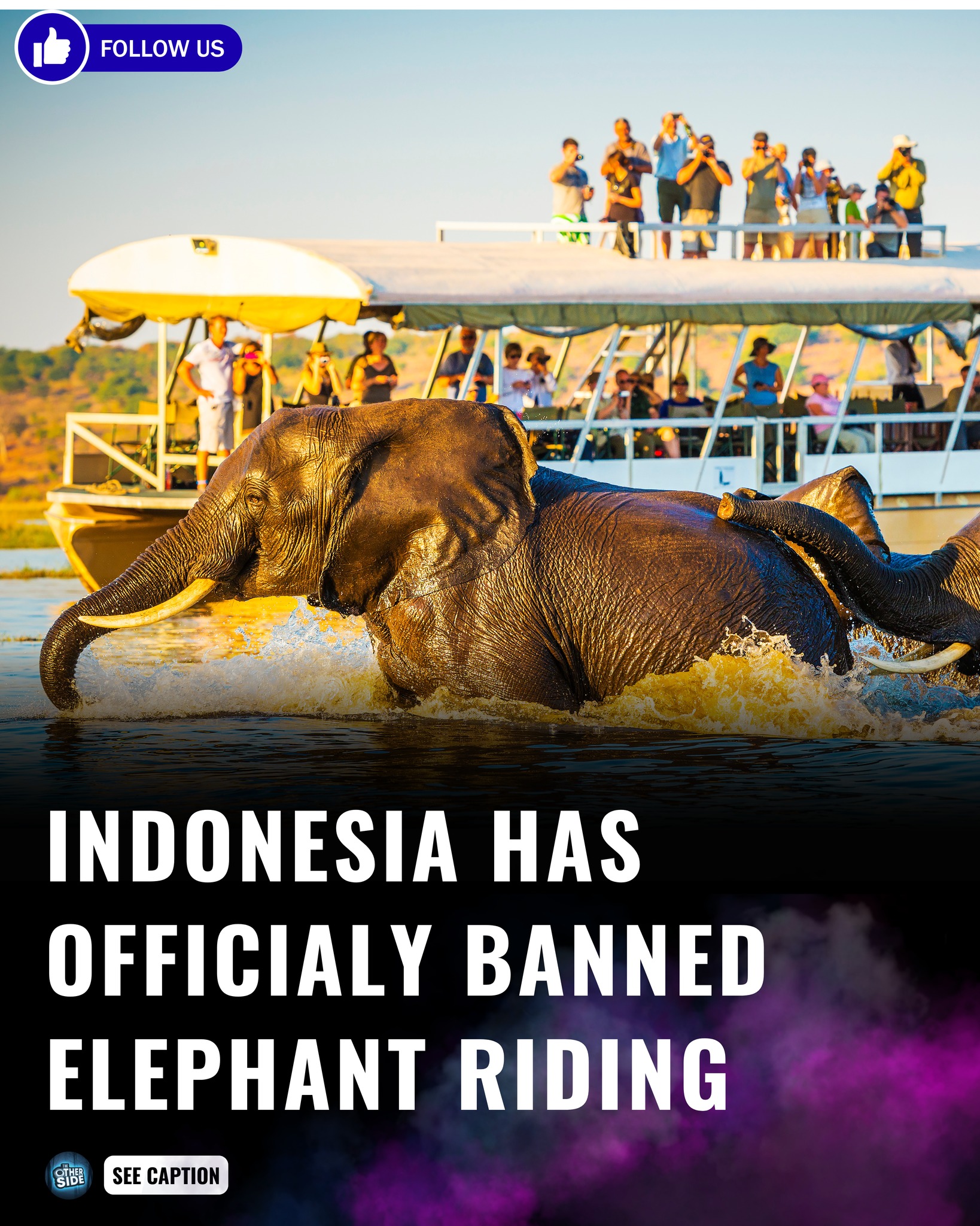 The Other - Indonesia has officially put an end to elephant rides ...