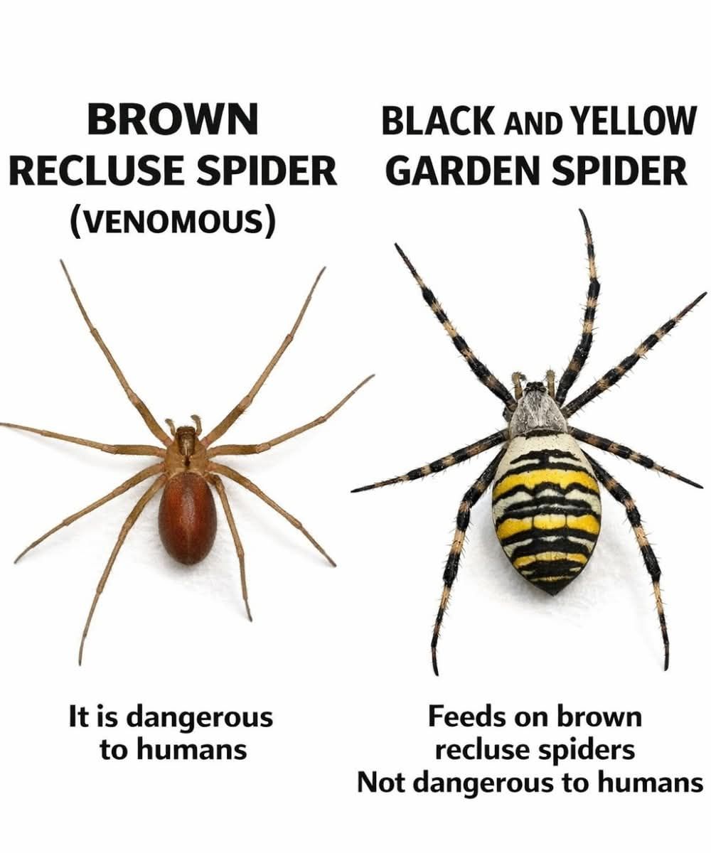 Mia - 🕷️⚠️ Differences Between the Brown Recluse and the Tiger Spider ⚠ ...