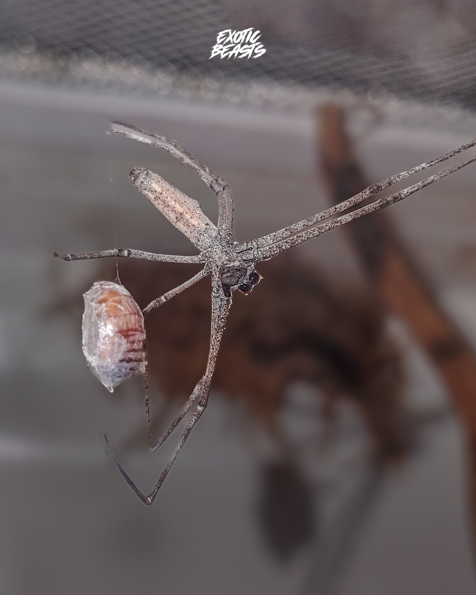 Exotic - Check out 'Fiona', our Ogre-faced spider 👀 Bagay naman yung ...