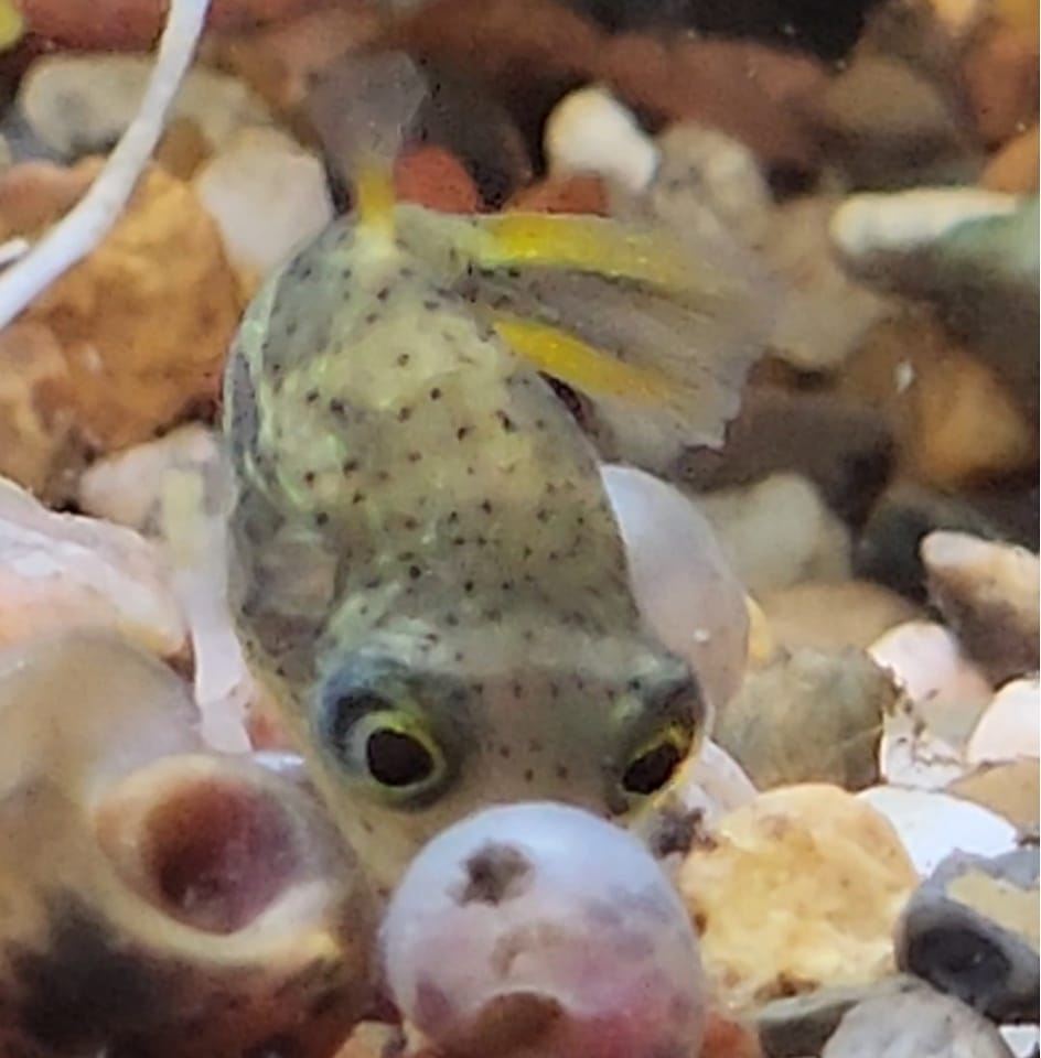 pea puffers and tank mates | Anyone have success keeping any kind of ...