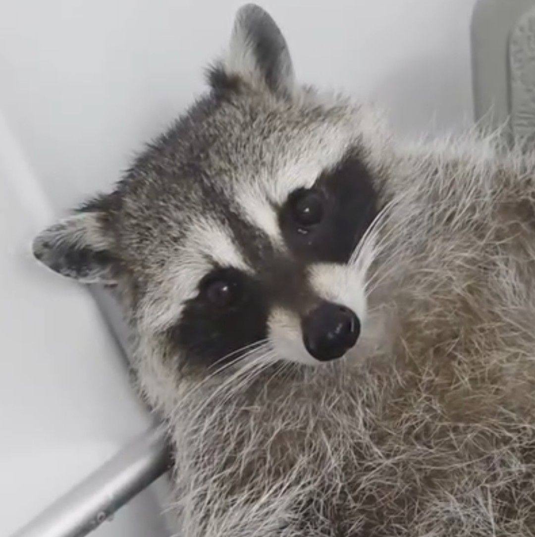Lolly says Happy Labor Day to everyone 😇 | Lolly Raccoon